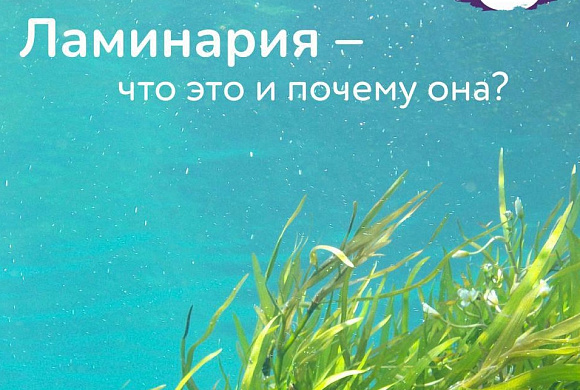 Ламинария - что это и почему она?